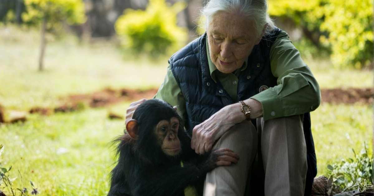 The Beautiful Life & Legacy of Dr. Jane Goodall: A Story the World Must Remember